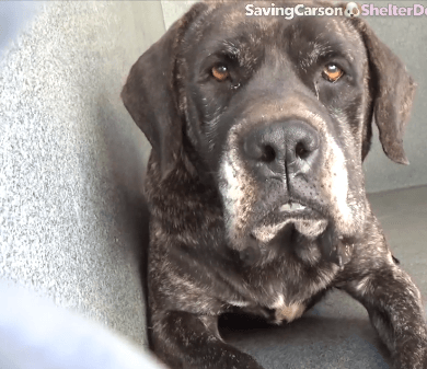 Sensitive and frightened mastiff at California shelter in need of help immediately