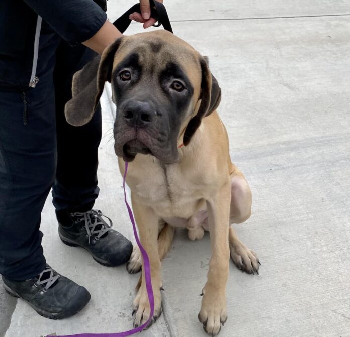 Friendly but broken hearted Mastiff waits for someone to love him