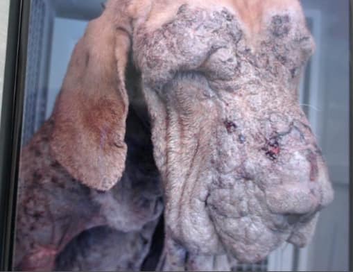 Heartbreaking abuse and neglect of young Bullmastiff