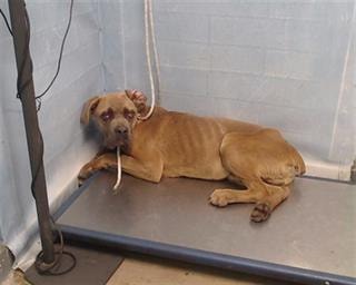 mastiff-puppie-2