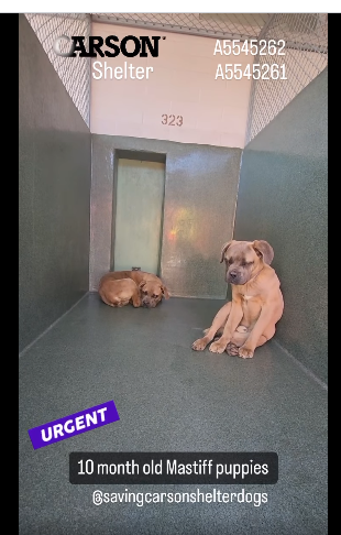 Mastiff puppies don’t stand a chance to live at overcrowded shelter if rescuers don’t act now