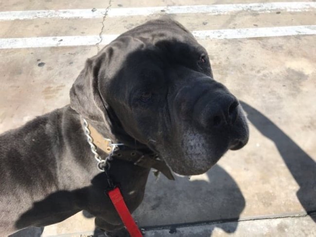 Social media miracle accomplished: Neapolitan Mastiff in danger rescued