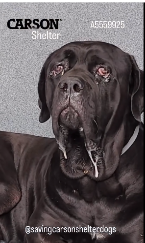 Mastiff scared