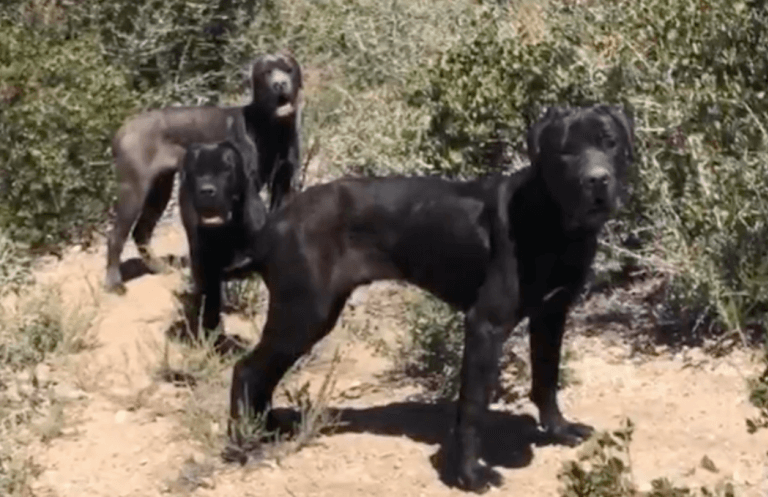 3 abandoned Mastiffs rescued after spending 2 months living in the woods
