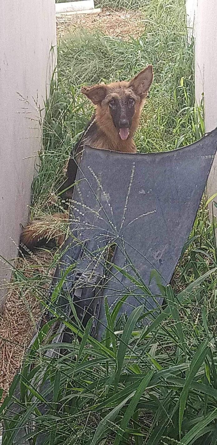 German shepherd forgotten behind gate of abandoned house along Texas border