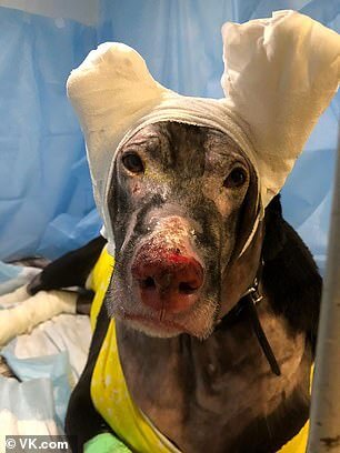 Hero dog saves 4 patients from raging fire at hospice but pup suffers serious burns