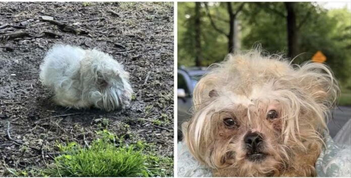 And just like that: Barely recognizable as a dog little guy begins new life