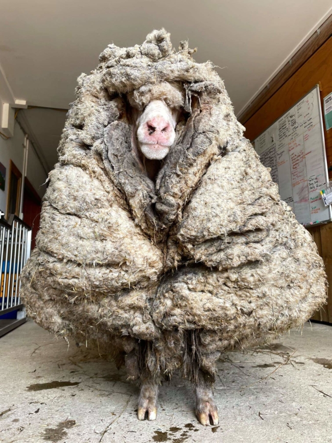 Woolly sheep found wandering Victorian bushland has 77 pounds of matted fleece shaved away