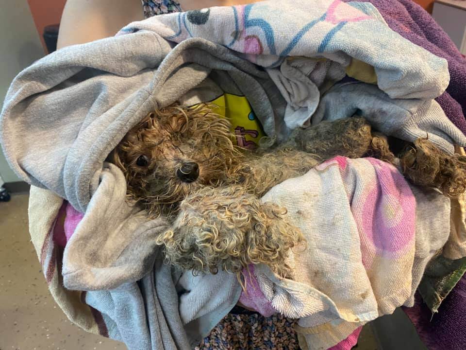 UPDATE: Abandoned and terribly neglected dog found crying aloud in pain NOW an ‘unrecognizable cutie’