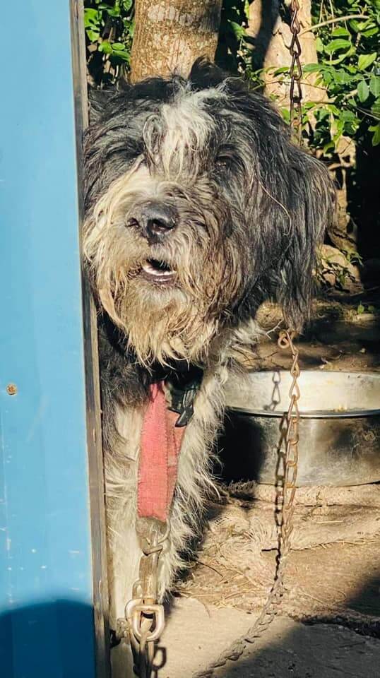 South Texas neglected mother dog with her 9 puppies living in filth for weeks soon to be looking forward to new lives