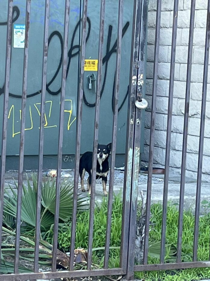 Stray pup only knew dirty mattress near trash as home finally rescued