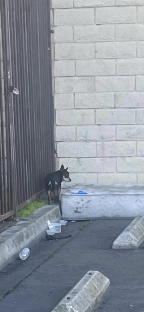 mattress-dog-476x1030-1