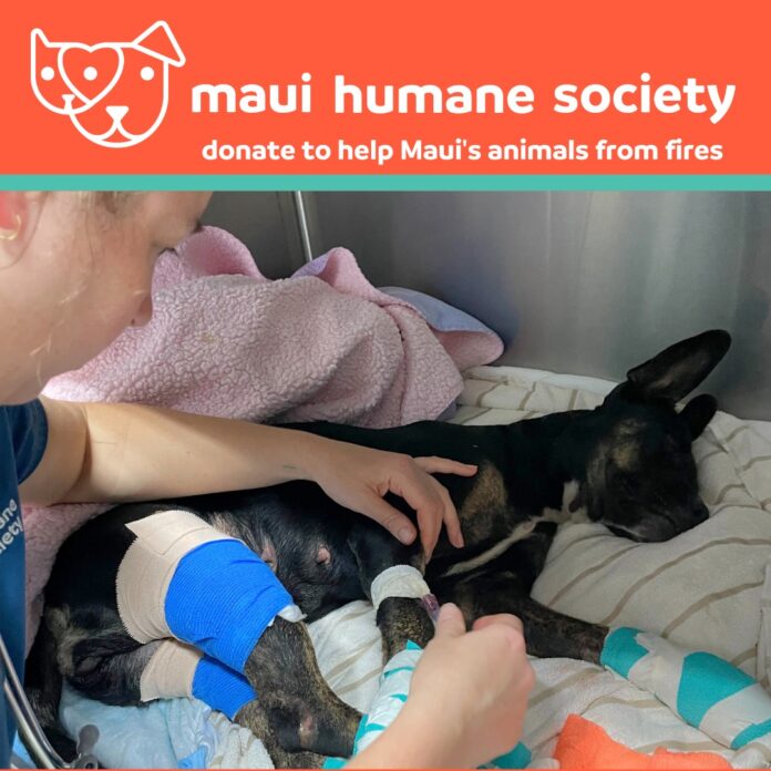 Helping the pets who have been burned and lost during fires on island of Maui