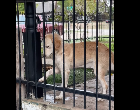 ‘Alone and afraid’: Family moved out of country and abandoned their dog