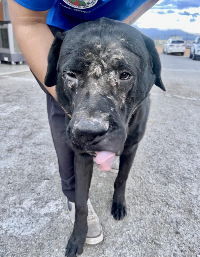 Friendly Mastiff breed blend ‘beat up pretty bad’ when arrived at shelter