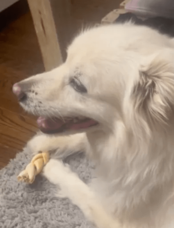 Rescued senior pup still holds onto toy he has kept for years