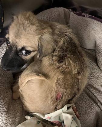 Florida rescue reaches out to help 7 week old severely burned puppy abandoned on doorstep of shelter