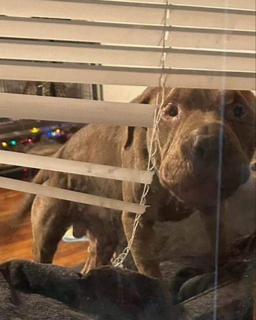 Urgent plea for help: Forgotten dog in Flint