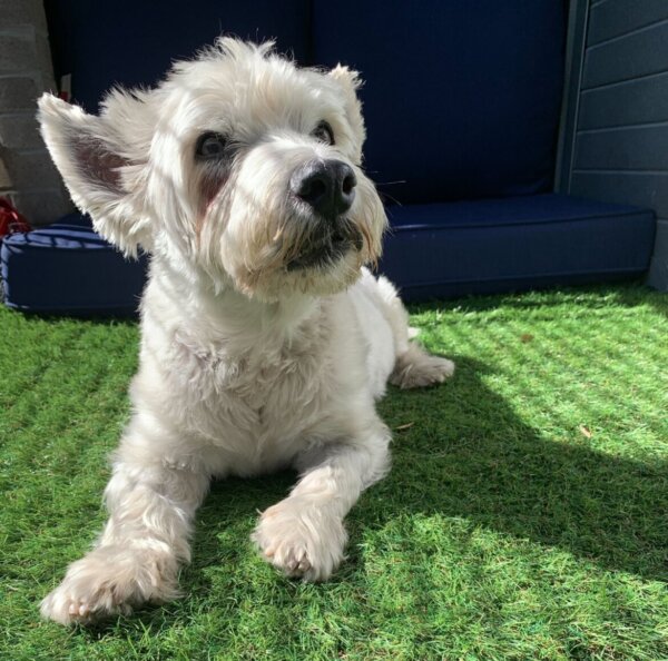 14-year-old dog stolen at gunpoint reunited with owner