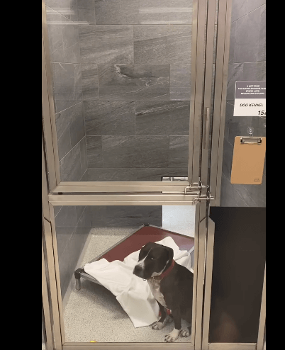 Dog who spent 440 days at shelter changed places with shelter director to help him find a home