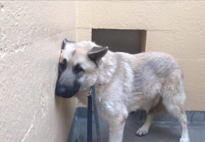 Two year old Maxamillion has been kept in back of shelter over a year and desperately needs help
