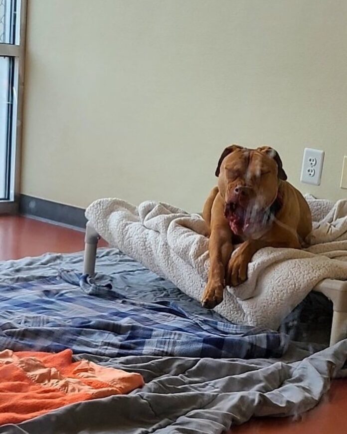 Snuggly pup Simba waits at Denver shelter 800 days still hoping a family will adopt him