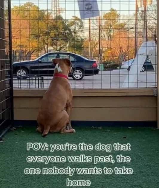 ‘Mayo’ returned to shelter 4 times but her FIFTH adoption is the charm