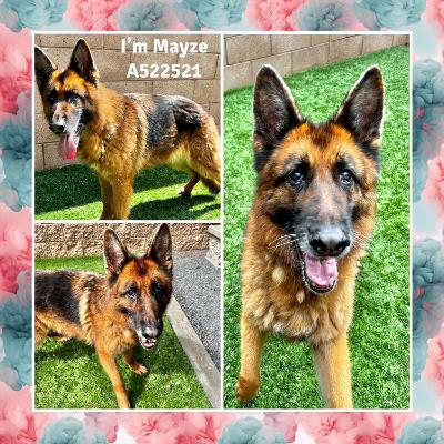 mayze-and-sergeant-2
