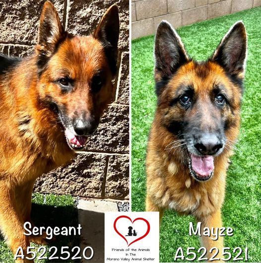 Bonded pair of senior German shepherds slated to be euth’ed at overcrowded shelter