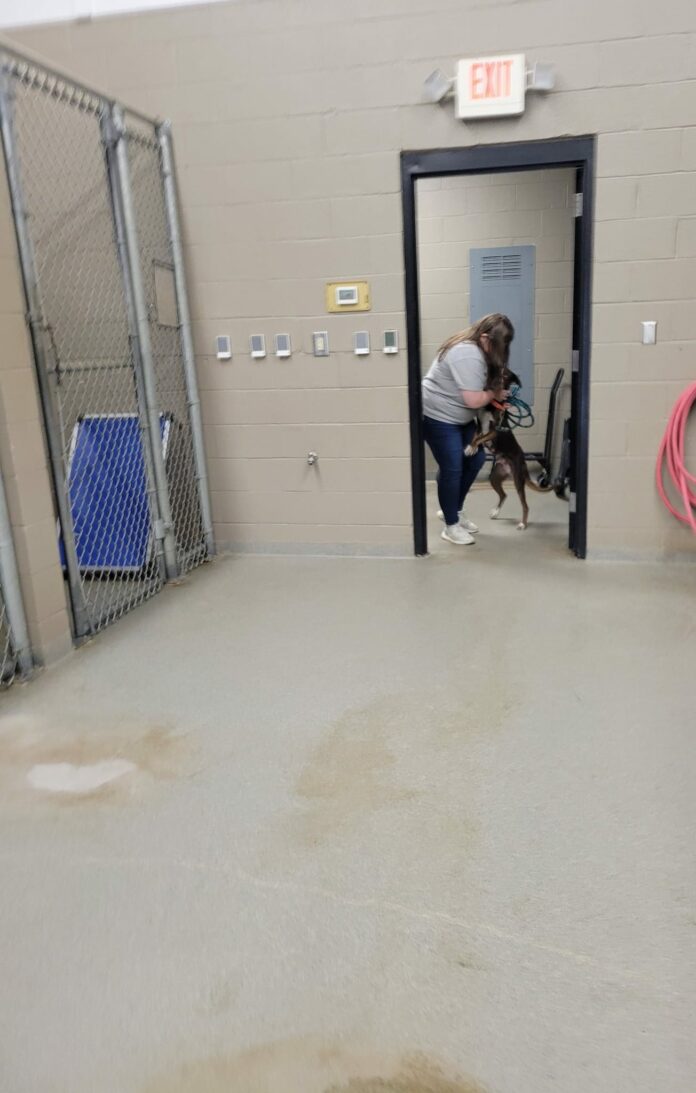 Heartbreaking: Maz dumped with 4 tiny puppies stopping short at entrance to shelter cage