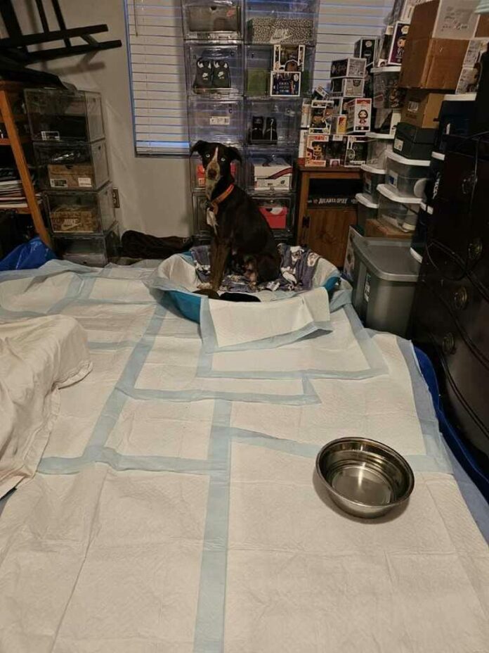 UPDATE #2: Young Maz and her 4 puppies safe