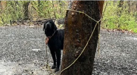 Sweetest dog left tied to a tree in Pennsylvania park being helped by local shelter