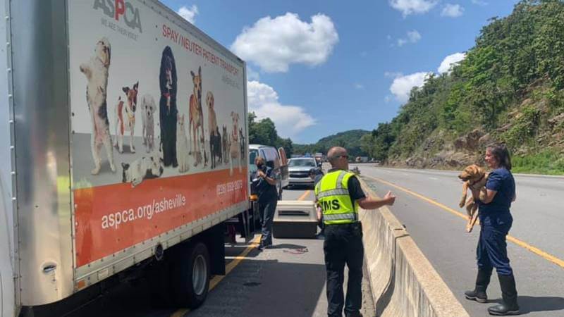 Dogs and cats still missing after truck transporting them crashed in North Carolina