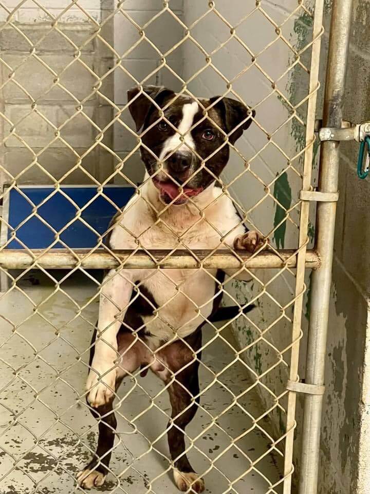 Victory for McDuffie who spent 315 days in his shelter kennel has been rescued