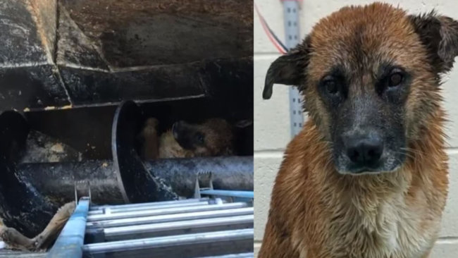 Exhausted dog stuck in 12-foot pit at Memphis meat processing plant