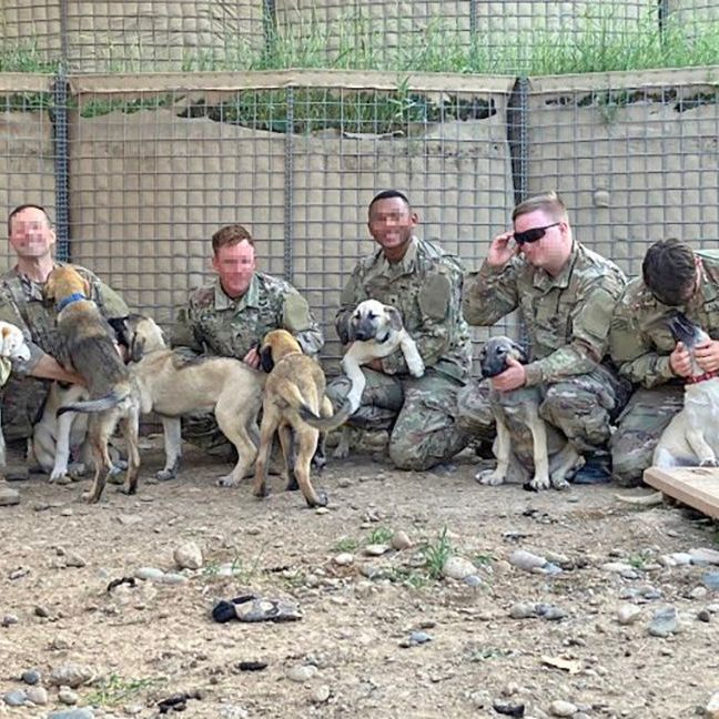 U.S. soldiers rescue mother dog and her 8 newborn puppies during Middle East deployment
