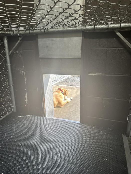 Puppy growing up alone in a kennel at Ohio pound