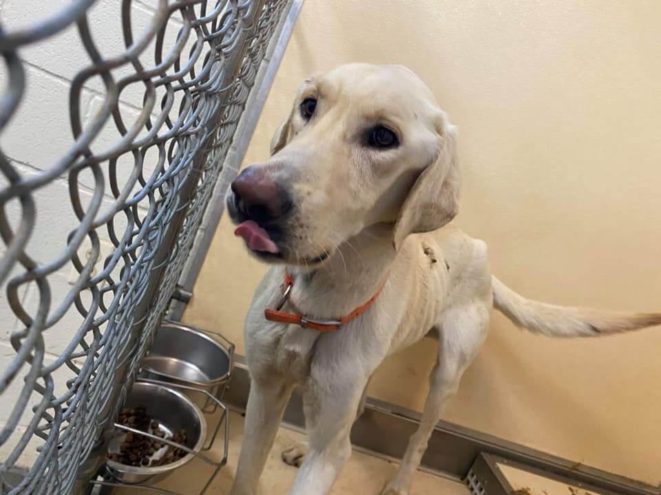 Tragic update for starving Texas stray abandoned at shelter