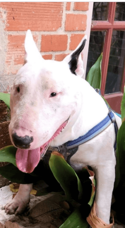 San Antonio family offers $2K reward for return of missing service dog