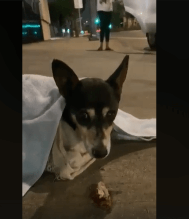 Dog tied in scarf and left to die on California street