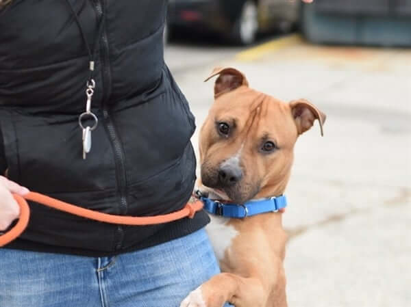 Just one more chance for NYC shelter dog who holds on tight with his paws