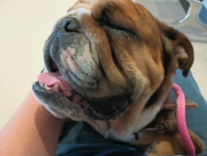 Brave little neglected dog chewed her way to freedom and now receiving help she needs