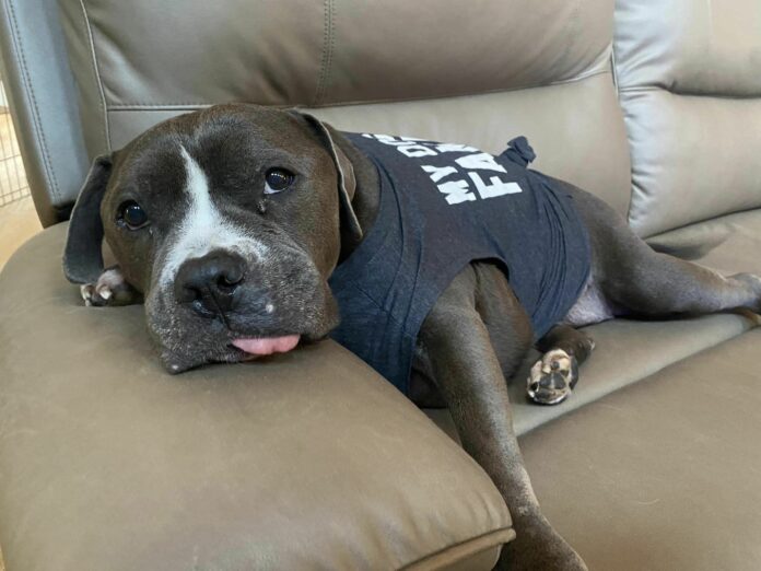 Bittersweet journey of hospice pup shares Melvin’s unconditional love