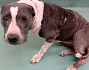 Most loyal dog found 2 weeks later lying next to her owner who passed away in his sleep