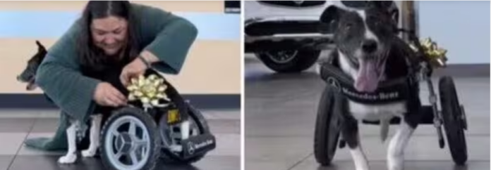 Mercedes Benz gifts wheelchair to dog with special needs and leaves us all smiling