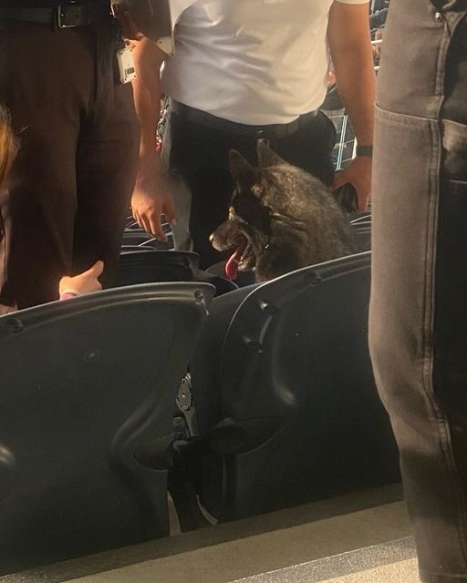 UPDATE: Dog abandoned at SoFi stadium for Metallica concert