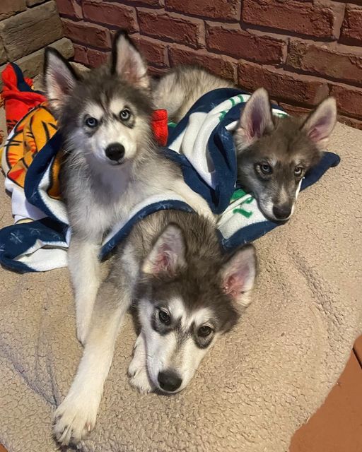 Fluffiest and cutest litter of puppies ready for adoption at Illinois rescue org