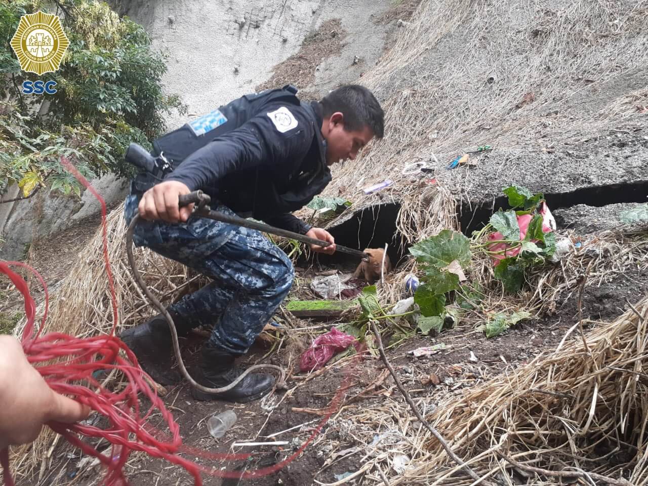 Stray puppy who fell into 90 feet deep ravine rescued and then finds loving home