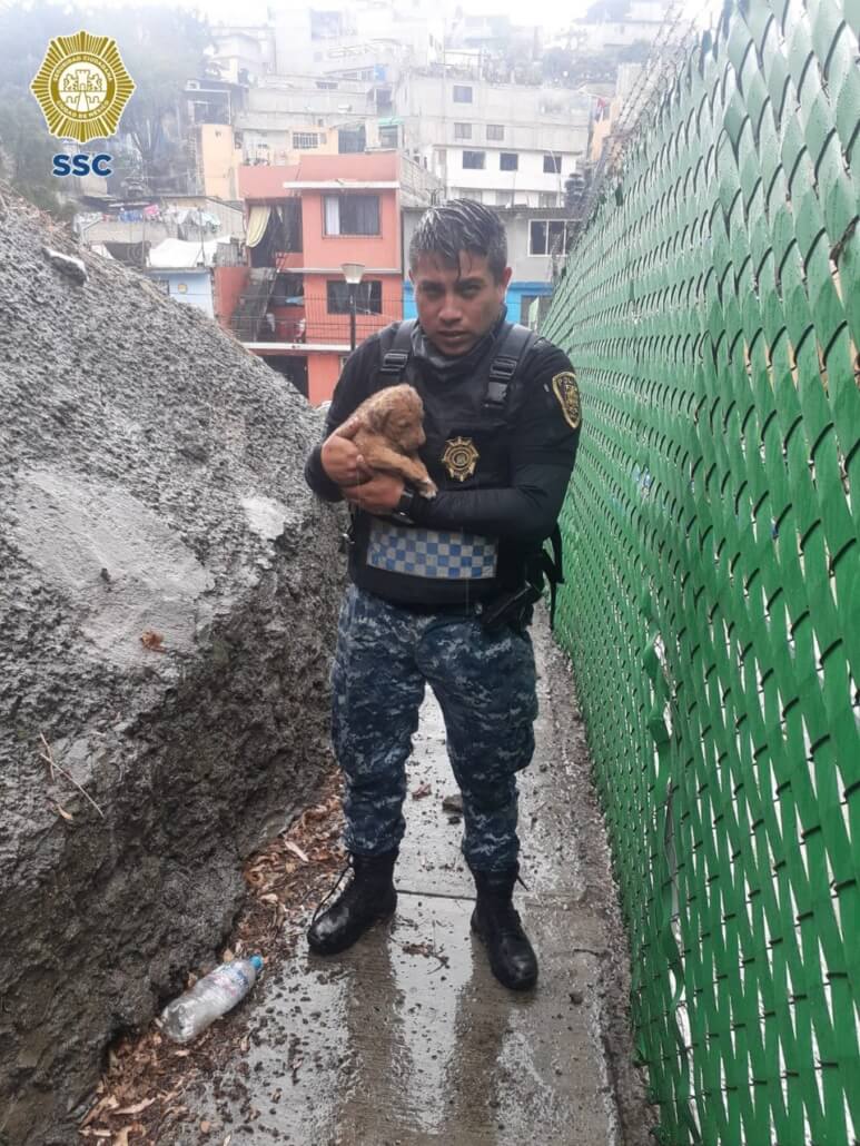 mexico-puppy1-773x1030-1