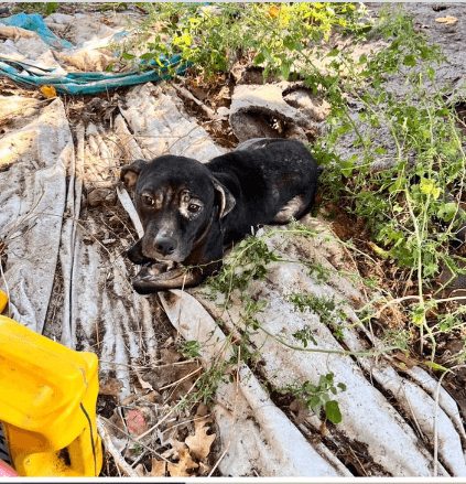 Abandoned and alone this sad little dog has been rescued and her future looks bright